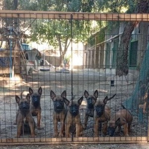 Malinois