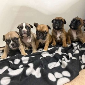 Vendesi cuccioli di buldogue Francese