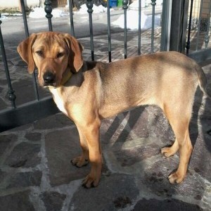 Regaliamo cucciolo maschio