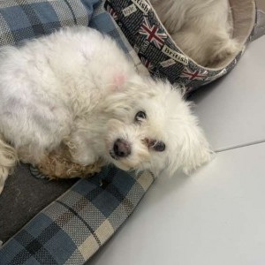 in regalo maltese
