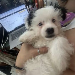 CUCCIOLI MALTESI PECHINESI