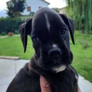 Boxer