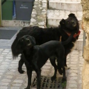 dog sitter scodinzolate assicurate