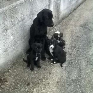 regalo cuccioli di Labrador incrociato con Pastore abruzzese