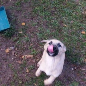 cuccioli bellissimi