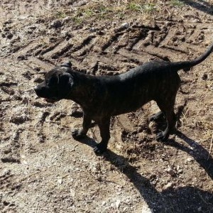 cucciola di cane corso