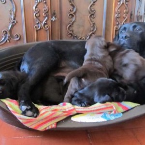 Prestigiosa cucciolata di labrador retriever nera e marrone