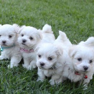 Dolci cuccioli Maltese