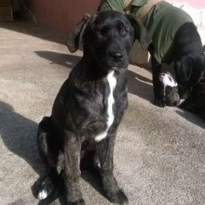 cucciola di Labrador cerca famiglia