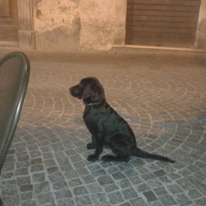 Regalo Labrador