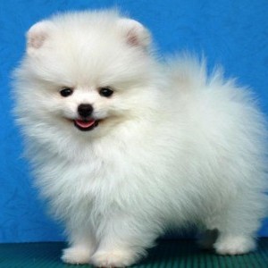 Spitz pomerania toy