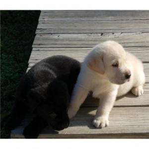 Labrador cuccioli