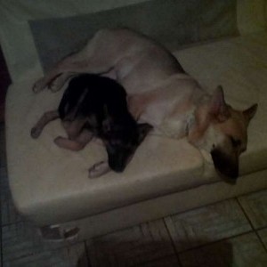 cucciola femmina pastore tedesco