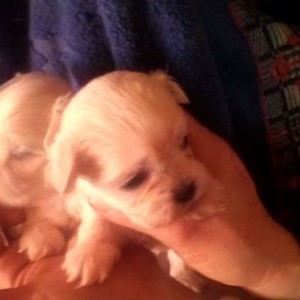 cucciola femmina maltese