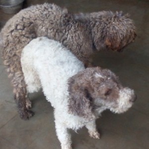 Lagotto Romagnolo puro