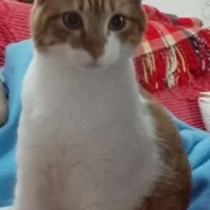 SMARRITO GATTO