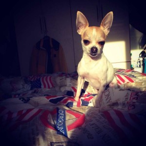 Disponibile chihuahua per accoppiamento