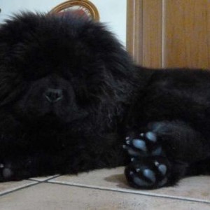 ACCOPPIAMENTO CHOW CHOW