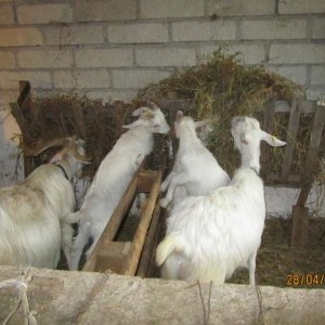 capre da ristallo e capretti maschi da latte