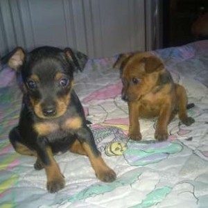 cuccioli pinscher