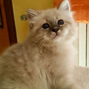 Sacri di Birmania cuccioli con pedigree