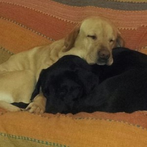 Regalo due meravigliosi labrador
