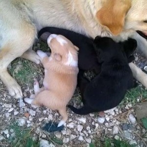 Regalasi cagnolini