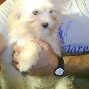 yorkschire incrociati maltese