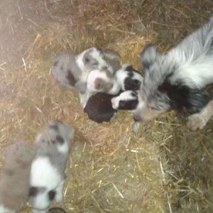 cane pastore australiano o australian shepred