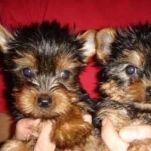 dolci Yorkie cuccioli