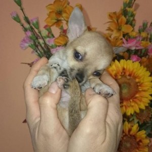 cuccioli di chihuahua