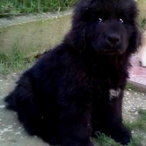 terranova cuccioli