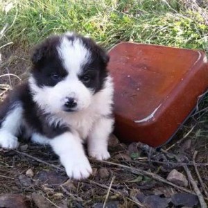 regalasi cuccioli mix border collie