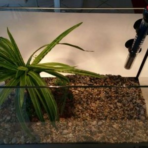 acquario 20 litri ferplast