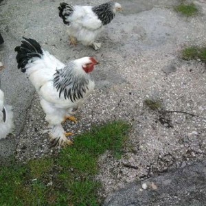 Pulcini razza brahma gigante