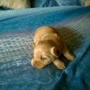 VENDO YORKSHIRE il Maschio è albino