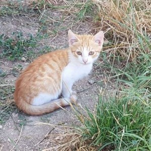 Regalo gattini
