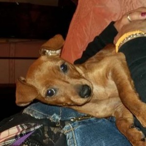 pincher cucciola