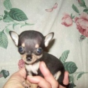Cuccioli sani registrato Chihuahua