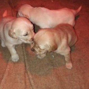 Cuccioli Golden r