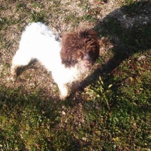 cane da tartufo
