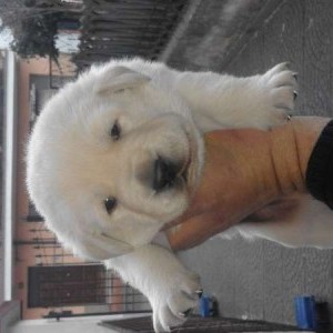Cuccioli di labrador miele
