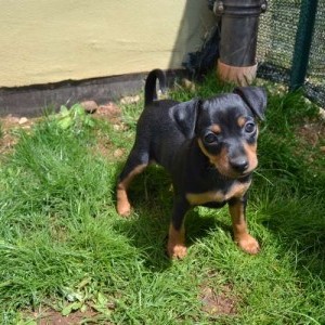 Cucciola di Pinscher