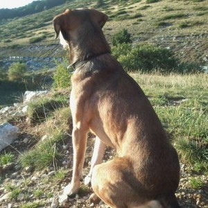 CANE DA TARTUFO