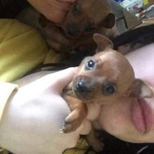 Cuccioli pincher toy