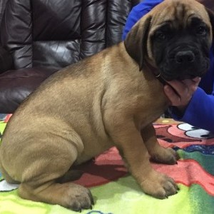 Regalo Cuccioli Bullmastiff bella per l'adozione.
