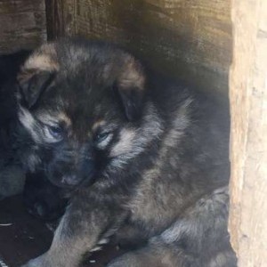 Cuccioli bellissimi di lupo cecoslovacco