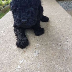 cuccioli barboncini neri e champagne