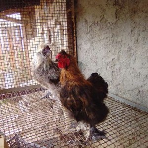 Coppia di galline Moroseta