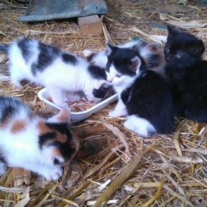 gattini in regalo!